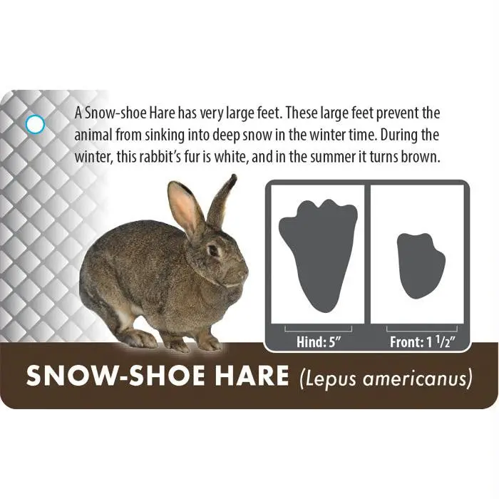 Wildlife Animal Tracking Educational Cards 1